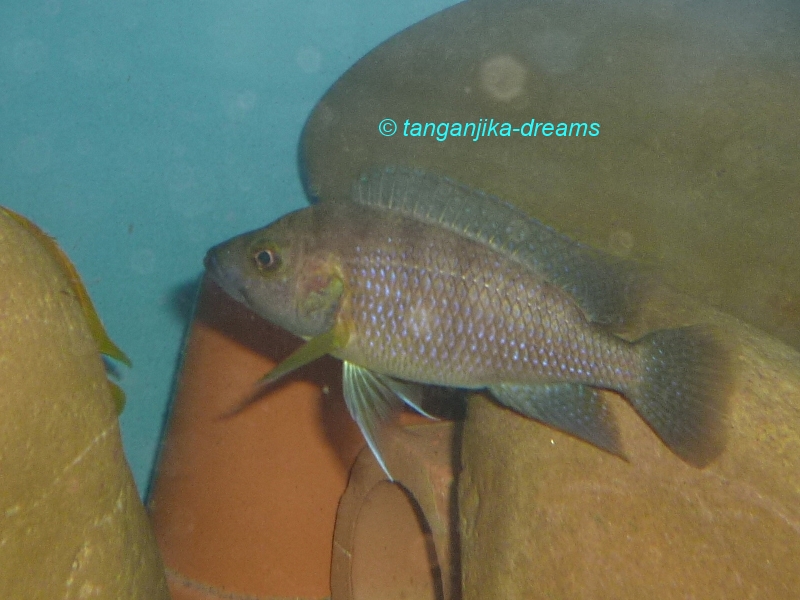 fische